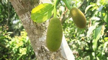 giovane jackfruit quello è ancora su il albero foto