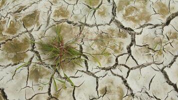 Cracked suolo, un' riso campo quello esperienze crepe durante il asciutto stagione foto