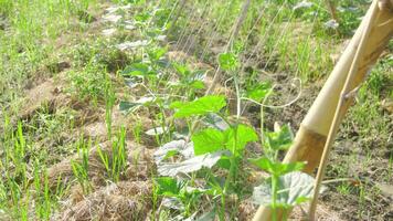 verde cetriolo impianti quello siamo ancora giovane e avere fresco verde le foglie foto