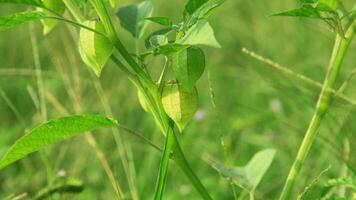 physalis angolata o ciplukan quale cresce in giro asciutto riso i campi foto