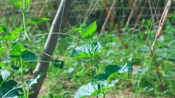 verde cetriolo impianti quello siamo ancora giovane e avere fresco verde le foglie foto