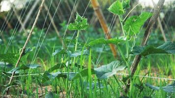 verde cetriolo impianti quello siamo ancora giovane e avere fresco verde le foglie foto