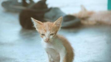 gattino giocando con altro gattini foto