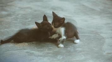 gattino giocando con altro gattini foto