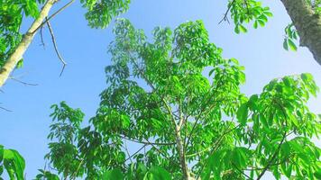 sussultare brasilianisis o vecchio gomma da cancellare albero con verde e lussureggiante le foglie foto