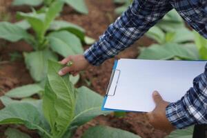 vicino su famer è osservando e ispezionando di crescita e malattia di impianti a giardino. concetto, prendere cura dopo in crescita per il migliore qualità agricolo Prodotto, ricerca per sviluppare raccolti. foto