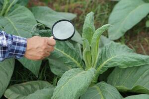 vicino su mano detiene ingrandimento bicchiere per ispezionare crescita e malattie di impianti le foglie. concetto, agricoltura ispezione, studia sondaggio e ricerca per sviluppare e risolvere i problemi di raccolti. foto