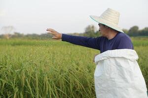 asiatico uomo contadino è Lavorando a risaia campo, hold bianca sacco e fertilizzare riso impianti. concetto, contadino prendere cura agricoltura colture afer in crescita per il migliore qualità. foto