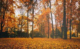 d'oro autunno nel un' città parco con alberi e caduto le foglie su un' nuvoloso giorno. Vintage ▾ film estetico. foto