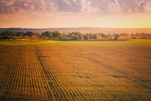 superiore Visualizza per il righe di giovane Mais nel un agricolo campo a tramonto o Alba. Vintage ▾ film estetico. foto