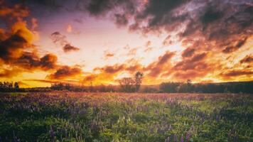 tramonto o Alba su un' campo con selvaggio lupini e fiori selvatici e drammatico nuvoloso cielo nel estate. Vintage ▾ film estetico. foto