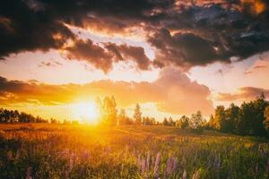 tramonto o Alba su un' campo con selvaggio lupini e fiori selvatici e drammatico nuvoloso cielo nel estate. Vintage ▾ film estetico. foto