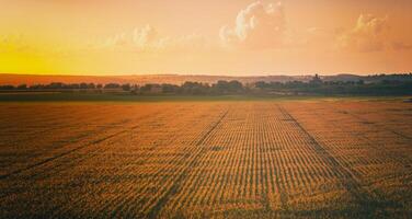 superiore Visualizza per il righe di giovane Mais nel un agricolo campo a tramonto o Alba. Vintage ▾ film estetico. foto