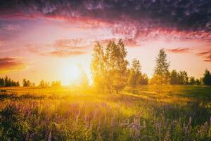 tramonto o Alba su un' campo con selvaggio lupini e fiori selvatici e drammatico nuvoloso cielo nel estate. Vintage ▾ film estetico. foto