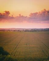 superiore Visualizza per il righe di giovane Mais nel un agricolo campo a tramonto o Alba. Vintage ▾ film estetico. foto