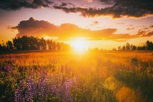 tramonto o Alba su un' campo con selvaggio lupini e fiori selvatici e drammatico nuvoloso cielo nel estate. Vintage ▾ film estetico. foto