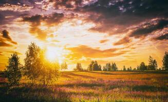 tramonto o Alba su un' campo con selvaggio lupini e fiori selvatici e drammatico nuvoloso cielo nel estate. Vintage ▾ film estetico. foto