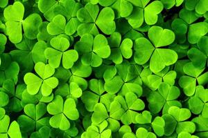sfondo con verde trifoglio le foglie per santo Patrick giorno. trifoglio come un' simbolo di fortuna. foto