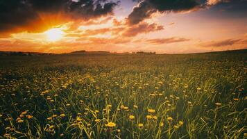 Alba o tramonto su un' campo coperto con giovane verde erba e giallo fioritura denti di leone nel primavera. Vintage ▾ film estetico. foto