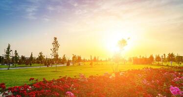 città parco nel presto estate o primavera con rosso fioritura Rose su un' primo piano e nuvoloso cielo su un' tramonto o Alba a estate. foto