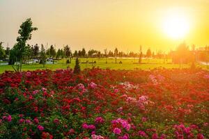 città parco nel presto estate o primavera con rosso fioritura Rose su un' primo piano e nuvoloso cielo su un' tramonto o Alba a estate. foto