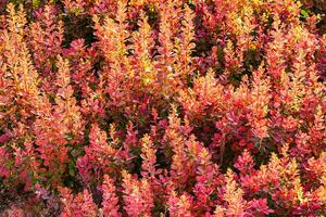 rosso ornamentale impianti natura sfondo. foto