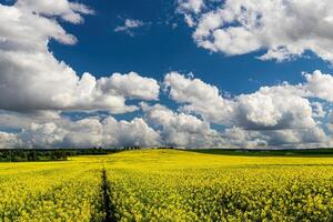 colza campo con bellissimo nuvoloso cielo. rurale paesaggio. foto