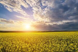 il sole rottura attraverso tempesta nuvole nel un' fioritura colza campo. foto