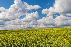 colza campo con bellissimo nuvoloso cielo. rurale paesaggio. foto