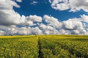 colza campo con bellissimo nuvoloso cielo. rurale paesaggio. foto