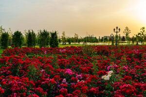 città parco nel presto estate o primavera con rosso fioritura Rose su un' primo piano e nuvoloso cielo su un' tramonto o Alba a estate. foto