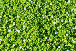 modello di piccolo primavera fiori selvatici illuminato di il sole. naturale sfondo. foto