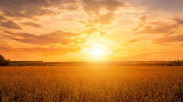 scena di tramonto su il campo con giovane segale o Grano nel il estate con un' nuvoloso cielo sfondo. foto