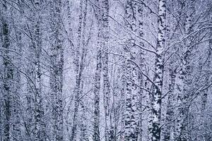 betulla boschetto dopo un' nevicata su un' inverno giorno. betulla rami coperto con neve. Vintage ▾ film estetico. foto