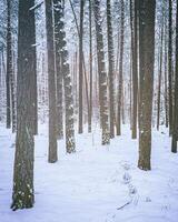 nevicata nel un' pino foresta su un' inverno nuvoloso giorno. pino tronchi coperto con neve. Vintage ▾ film estetico. foto