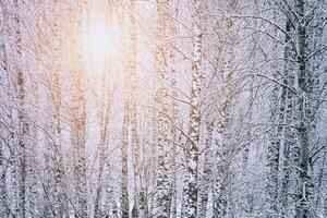 raggi di sole splendente attraverso innevato betulla rami nel un' betulla boschetto dopo un' nevicata su un' inverno. Vintage ▾ film estetico. foto