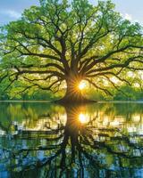 un' grande albero in piedi su superiore di un' calma lago foto