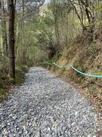 sentiero con schiacciato pietre attraverso un' foresta su il camino del norte nel Spagna foto