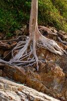 albero radici su il spiaggia astratto foto