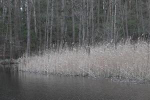 natura sfondo foto