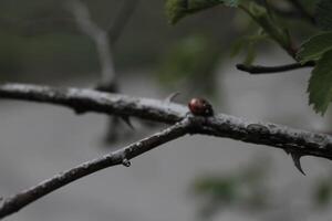 natura sfondo foto