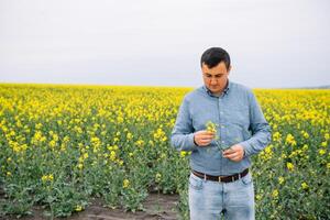 agronomo con stupro nel mani. campo di Grano su sfondo foto