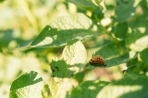 Colorado Patata scarafaggio larve su Patata le foglie. parassiti di agricolo impianti. Colorado Patata scarafaggio mangia Patata le foglie. avvicinamento foto
