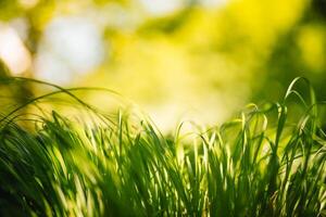 primavera o estate e astratto natura sfondo con erba campo. sfondo con verde erba campo e bokeh luce. estate sfondo. foto