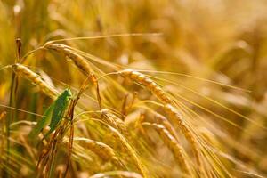 verde locuste divorando un' grande orzo. insetto peste. peste concetto nel agricoltura. foto