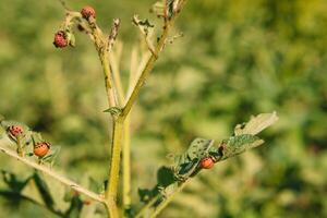 Colorado scarafaggio mangia Patata foglie, avvicinamento. concetto di invasione di coleotteri. povero raccogliere di patate. foto