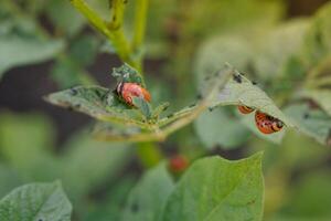 Colorado scarafaggio mangia Patata foglie, avvicinamento. concetto di invasione di coleotteri. povero raccogliere di patate. foto
