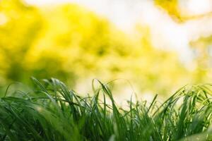 primavera o estate e astratto natura sfondo con erba campo. sfondo con verde erba campo e bokeh luce. estate sfondo. foto