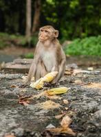 la scimmia si siede sulla pietra e mangia foto