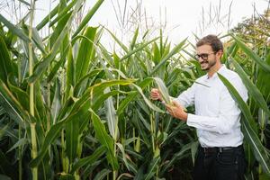 ritratto di un' bellissimo giovane contadino Lavorando nel il campo, felice, nel un' camicia, Mais campo. concetto ecologia, trasporto, agricoltori, pulito aria, cibo, bio Prodotto. foto